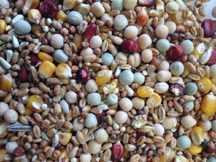 SPINNE Allzeitfutter Universal Zucht und Reise